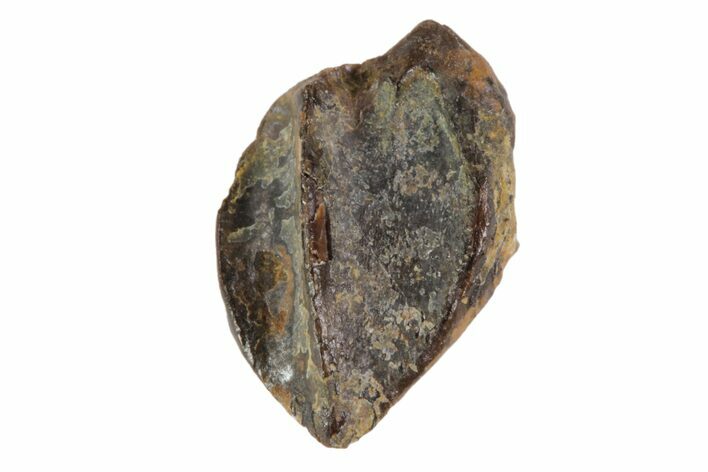 Partial Juvenile Triceratops Tooth - South Dakota #82140